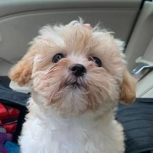 Meet your Posher, Cindy n wayne